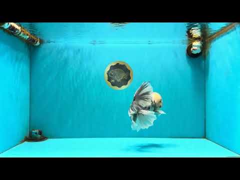 A Grade White Tiger Oranda Male 7 inches #082126OR_15