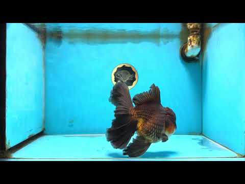 AAA Grade Godzilla Apache Oranda Male 6.5 inches #090525OR_09