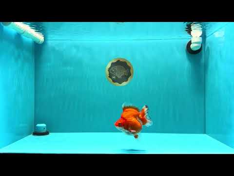 AAA Grade Red White Ryukin Female 4 inches #022726RK_18