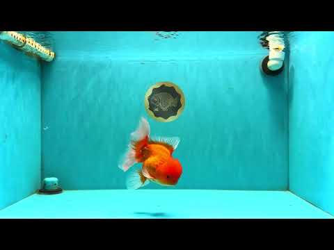 UNIQUE A Grade Red White Oranda Male 5.5 inches #070626OR_10