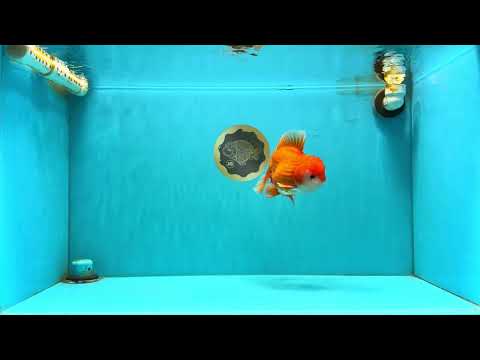 CHUNKY A Grade Red White Oranda Male 6 inches #040326OR_15