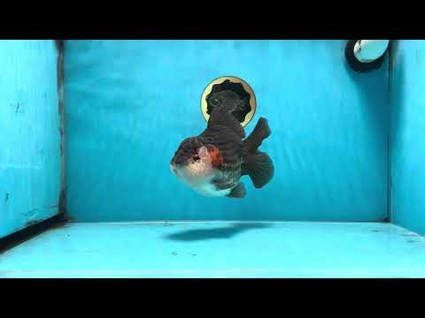 A Grade Tricolor Yuanbao Male 5.5-6  inches #100325YB_03