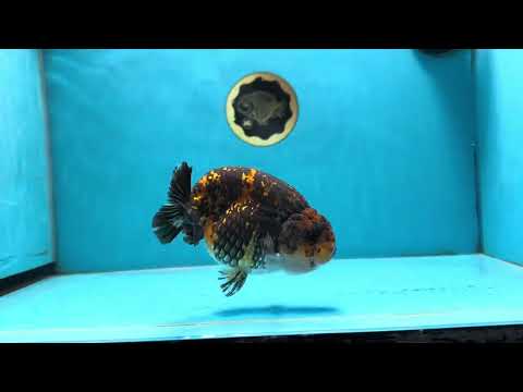 AAA Grade Tiger LionKing 5 inches #070425LC_09