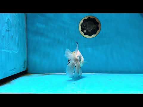 A Grade Sunshine Lemonhead Oranda Male 4.5 inches #030725OR_06