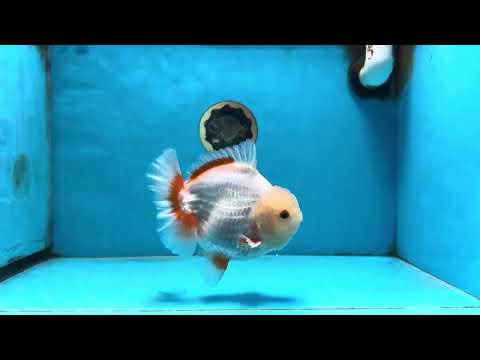 AAA Grade Red White Yuanbao Male 5.5 inches #091225YB_02