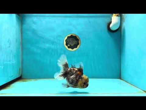 Calico Oranda Female 4.5 inches #031425OR_06