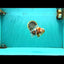 A Grade Sanke Oranda Male 4.5-5 inches #082126OR_25
