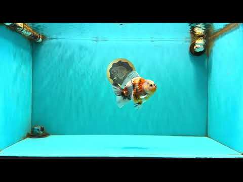 A Grade Sanke Oranda Male 4.5-5 inches #082126OR_25