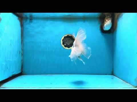 A Grade Lemonhead Oranda Male 5-5.5 inches #091925OR_03