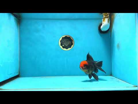 A Grade Red Head Oranda Male 5 inches #080125OR_29