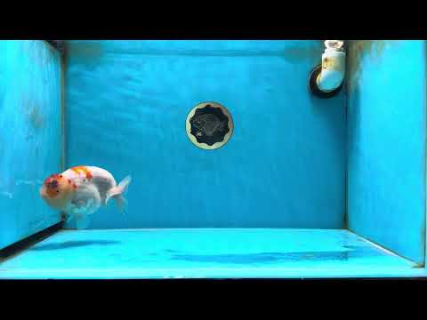 A Grade Kohaku Sakura LionKing 5 inches #051625LC_10