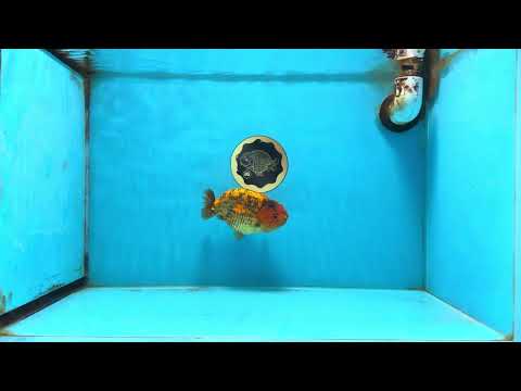 A Grade Tiger LionKing 4.5 inches #112825LC_12