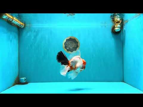 A Grade Diamond Scale Sakura Oranda Male 6.5 inches #072426OR_19