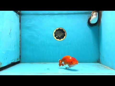 CHUBBY AAA Grade Red Head LionQueen 4-4.5 inches #102425LC_11