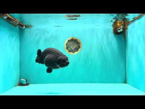 JAMES BOND AAA Grade Black Ranchu Female 6 inches #100926RC_34
