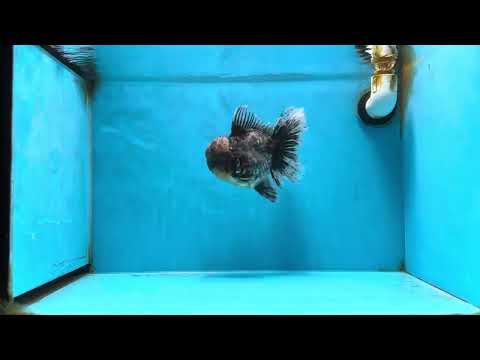 A Grade Kirin Oranda Male 6 inches #080125OR_09