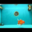 FLUFFY A Grade Red White Oranda Male 5.5  inches #073126OR_24