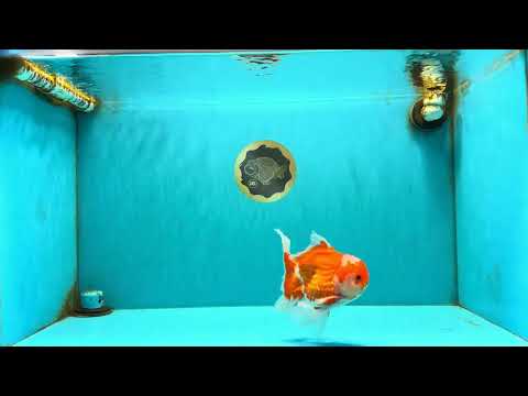 FLUFFY A Grade Red White Oranda Male 5.5  inches #073126OR_24
