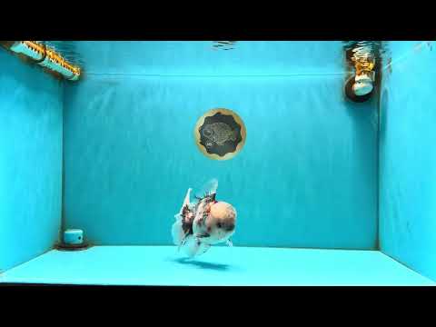 A Grade Marble Oranda Male 5.5 inches #050126OR_13