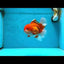 AAA Grade Red White Oranda Male 6 inches #080125OR_12