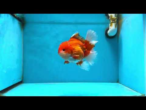 AAA Grade Red White Oranda Male 6 inches #080125OR_12