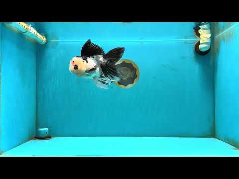 Panda Oranda Male 5.5-6 inches #032726OR_13