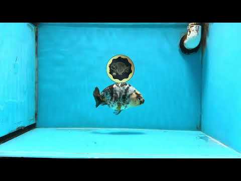 UNIQUE Ink Ranchu Female 5 inches #101725RC_15