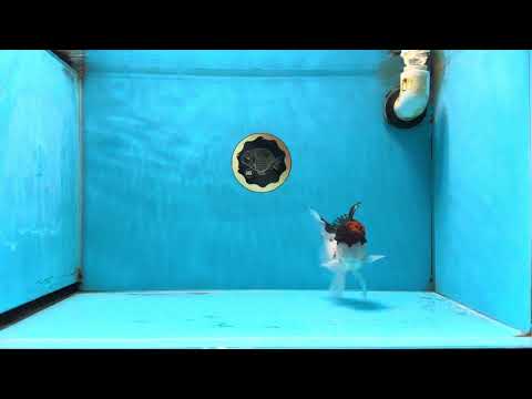 A Grade Tricolor Oranda Male 4.5 inches #053025OR_17