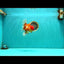 IRON MAN A Grade Red White Oranda Female 6-6.5 inches #080726OR_07
