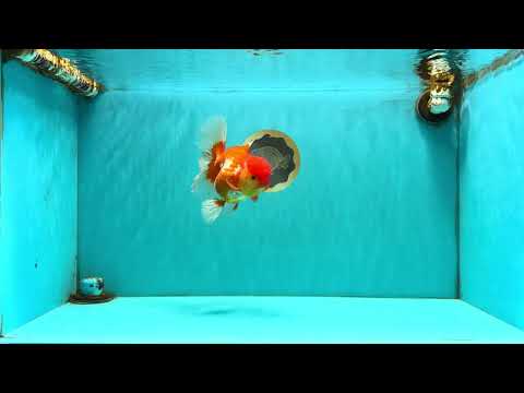 IRON MAN A Grade Red White Oranda Female 6-6.5 inches #080726OR_07
