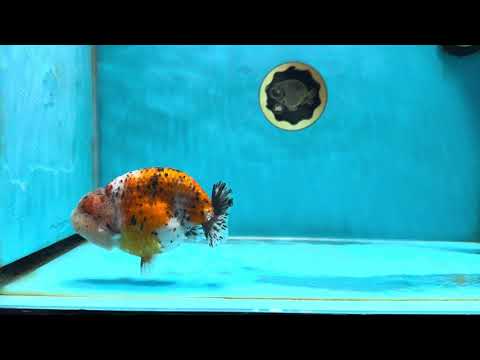 AAA Grade Calico LionKing 4.5-5 inches #050925LC_03