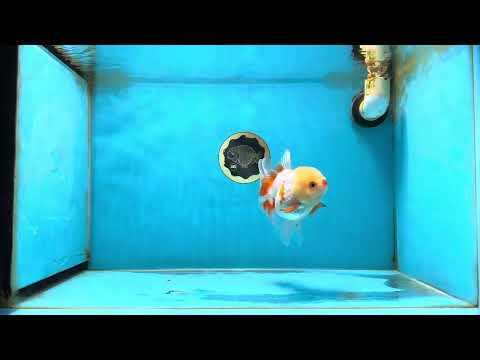 A Grade Red White Oranda Female 5 inches #050925OR_36