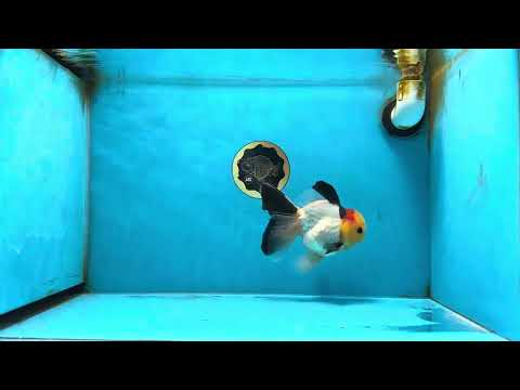 AAA Grade Special Tricolor Button Eyes Oranda Male 5 inches #080825OR_03