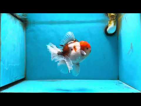 AAA Grade Young Godzilla Sakura Oranda Male 6 inches #080825OR_21