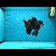 A Grade Panda Oranda Male 5.5 inches #060625OR_15