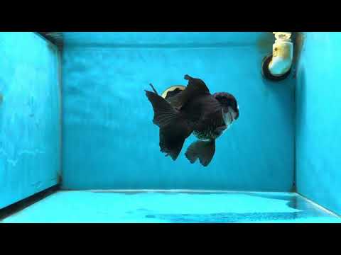 A Grade Panda Oranda Male 5.5 inches #060625OR_15