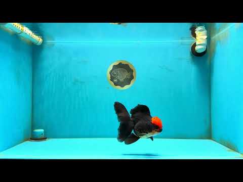 MUSTACHE A Grade Tricolor Oranda Male 5-5.5 inches #032726OR_11