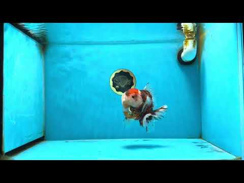 AAA Grade Godzilla Calico Yuanbao Male 4.5-5 inches #080125YB_14