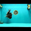 A Grade Kirin Oranda Female 7 inches #071726OR_05