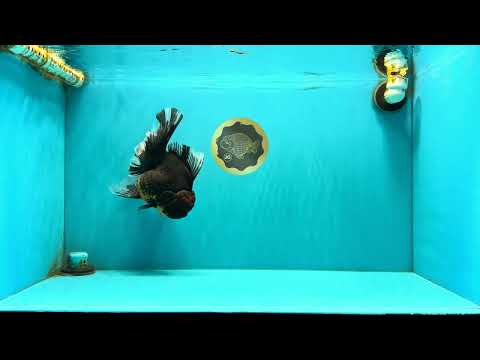 A Grade Kirin Oranda Female 7 inches #071726OR_05