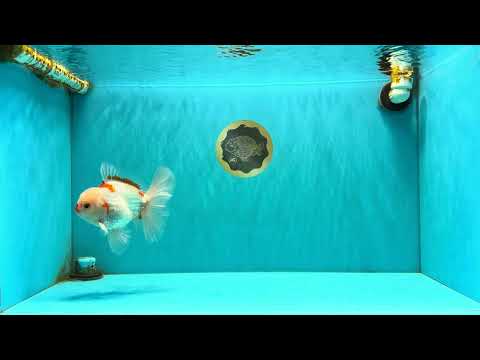 A Grade Red White Oranda Male 6 inches #071726OR_29