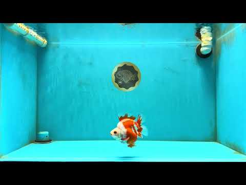 SUPER AAA Grade Red White Ryukin Female 4-4.5 inches #032726RK_26