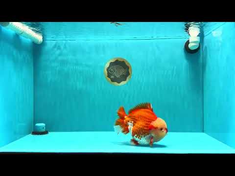 SUPER CUTE AAA Grade Godzilla Red White Yuanbao Male 6 inches #022726YB_02