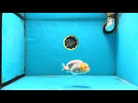 A Grade Red White Kohaku LionQueen 4 inches #101725LC_07