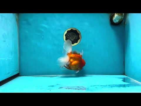 A Grade Sakura Oranda Male 5.5-6 inches #062025OR_21