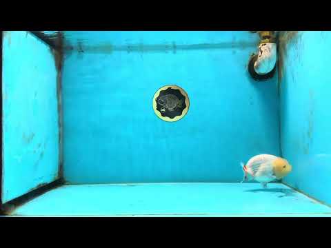 AAA Grade Young Red White LionQueen 4 inches #101025LC_11