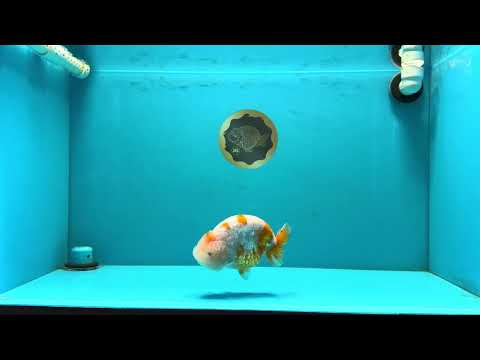 Sakura Chinese Ranchu Male 5-5.5 inches #032026RC_31