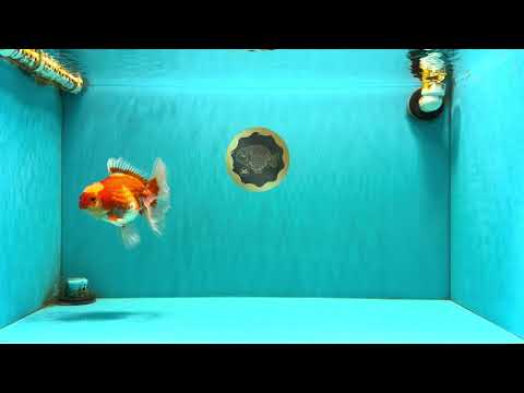 A Grade Red White Oranda Female 5.5 inches #071726OR_20