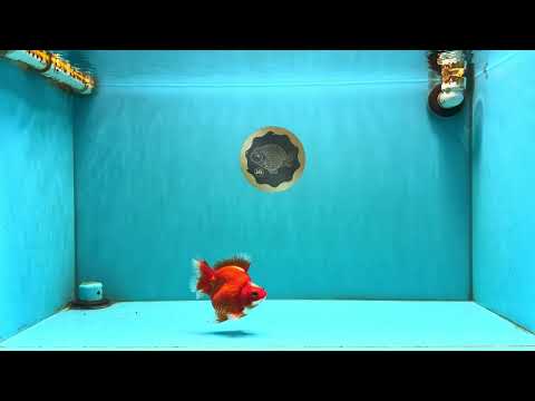 SPECIAL A Grade Jade Head Red White Ryukin Female 4 inches #042426RK_04