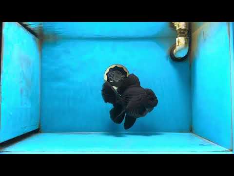 AAA Grade Godzilla Black Oranda Female 6.5 inches #081525OR_31